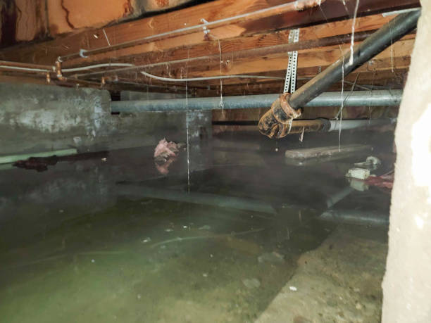 Best Flood damage cleanup  in Port Clinton, OH